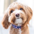 PacificBlueBell profile image
