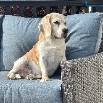BeagleBoy profile image