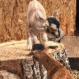 Totem Valley Farm profile image