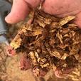 2025 Baumalight Stump Planers Skidsteer RSS380 thumbnail image 2