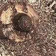2025 Baumalight Stump Planers Skidsteer RSS380 thumbnail image 3