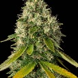 Cannabisresearchstore profile image