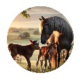 canedops profile image