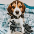 Vumpet profile image