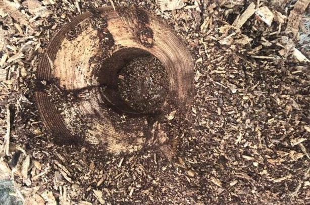 2025 Baumalight Stump Planers Skidsteer RSS380 image 3