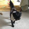 SUPER CUTE! Doggy Bomber jacket thumbnail image 2