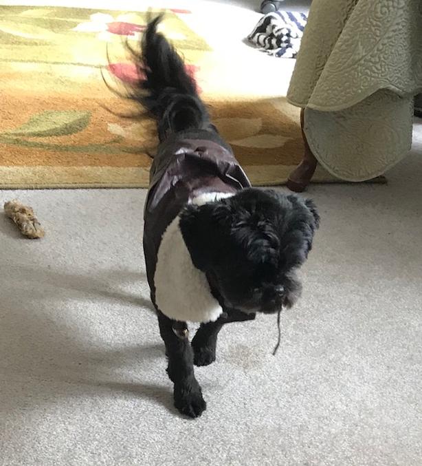 SUPER CUTE! Doggy Bomber jacket image 2