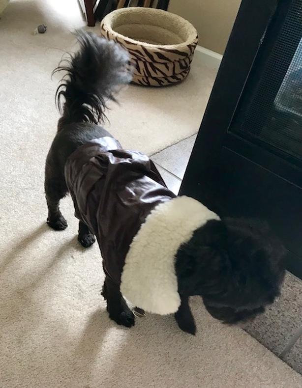 SUPER CUTE! Doggy Bomber jacket image 3