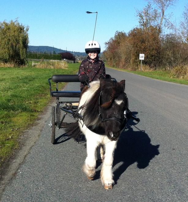 Miniature horse for partial lease image 1