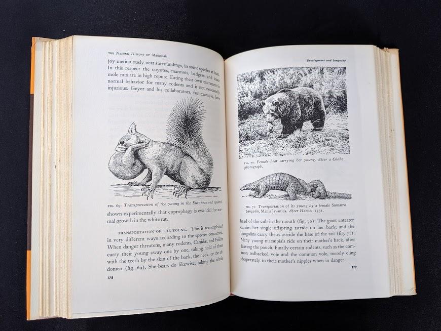 1954 First American Edition of The Natural History of Mammals display photo