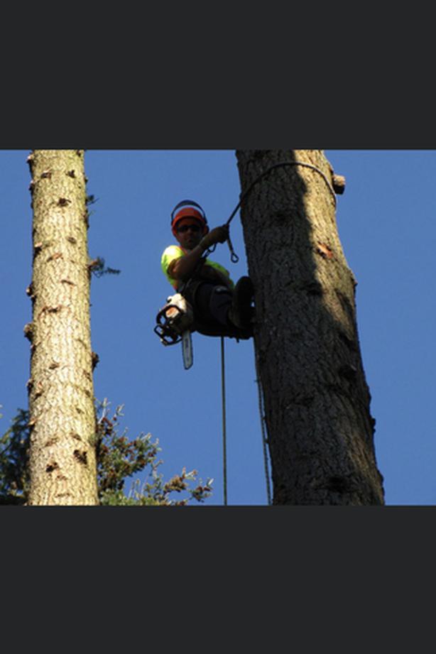 Residential tree work and falling, wood chipping services image 1