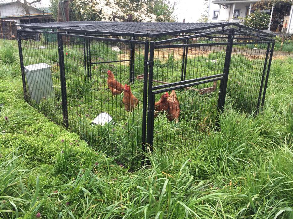 Instant Chicken Run display photo