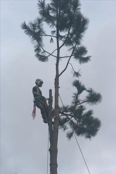 Local Certified Arborists display photo