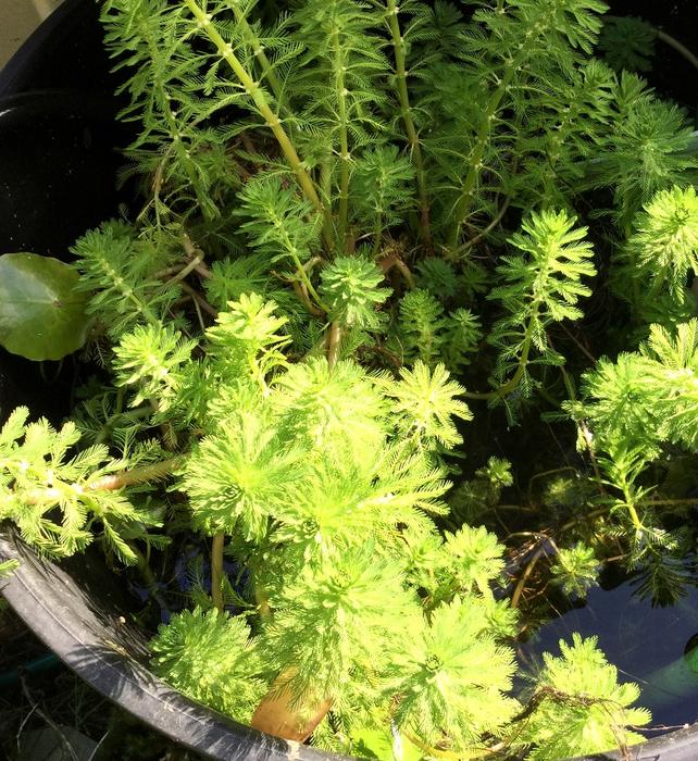 Pond Plants (Duckweed, Floating Heart, Lizard's Tail, and much more...) display photo