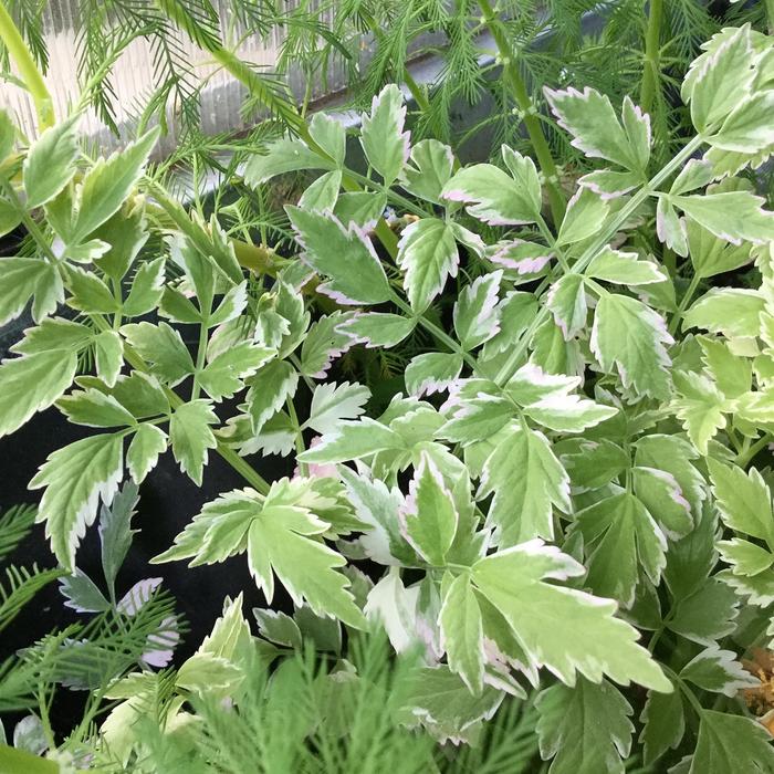 Pond Plants (Duckweed, Floating Heart, Lizard's Tail, and much more...) display photo