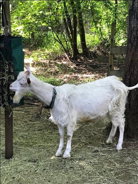 Registered Saanen Buck for Hire display photo