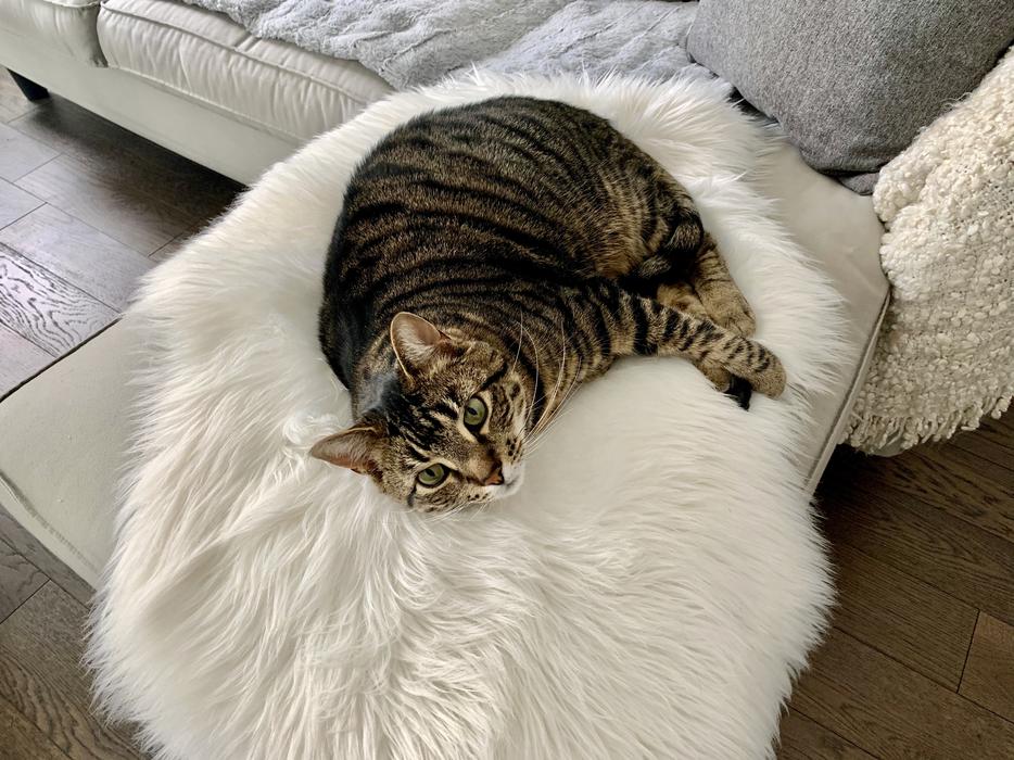 LOST CAT display photo