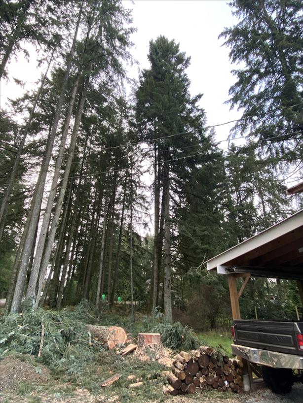 Residential tree work and falling, wood chipping services image 6