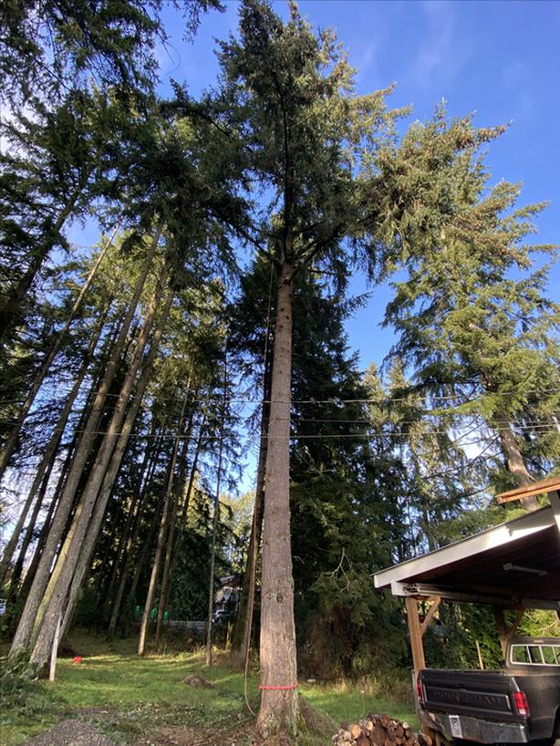 Residential tree work and falling, wood chipping services image 5