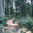 Residential tree work and falling, wood chipping services thumbnail image 7