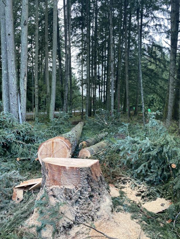 Residential tree work and falling, wood chipping services image 7