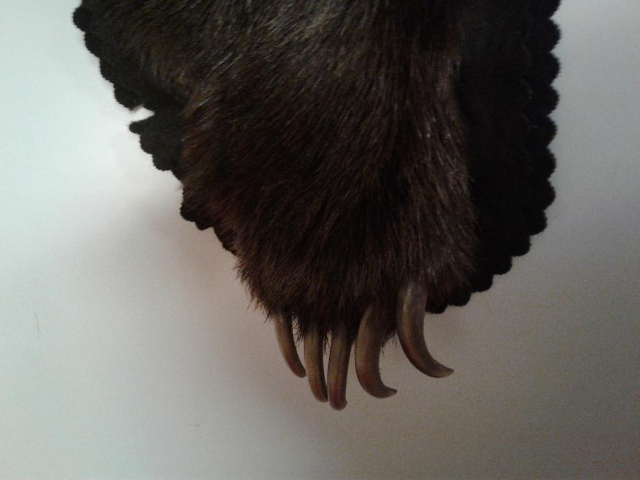 Grizzly Bear Hide display photo