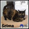 Selma - Domestic Short Hair Cat thumbnail image