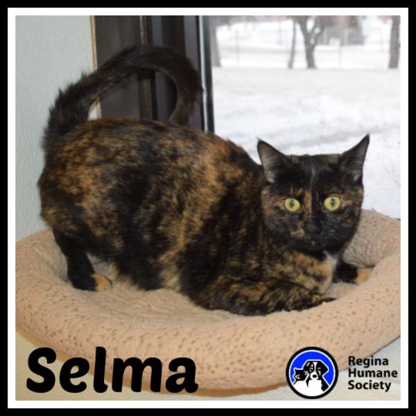 Selma - Domestic Short Hair Cat display photo