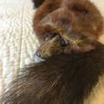 Vintage 4 Mink Stole with head  and tails 1930's or 40's thumbnail image 5