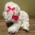 VICTORIA'S SECRET PUPPY thumbnail image 2