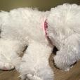 VICTORIA'S SECRET PUPPY thumbnail image 3