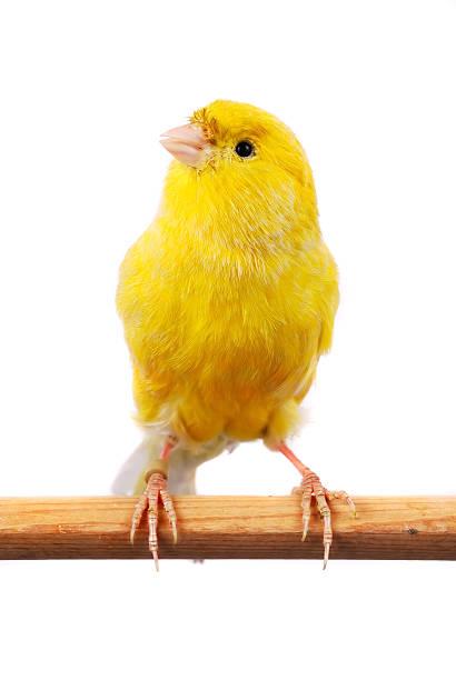 WANTED: Young healthy female Canaries display photo