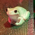 Bittybullfrog profile image